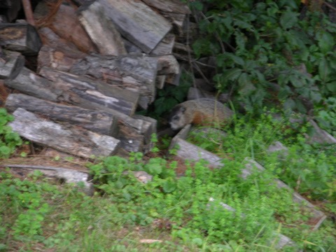 DSCN8336