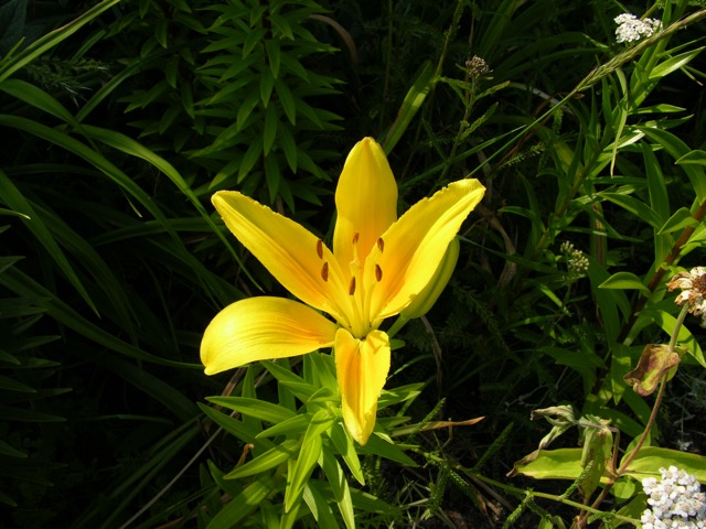 Flowers at Front Motel