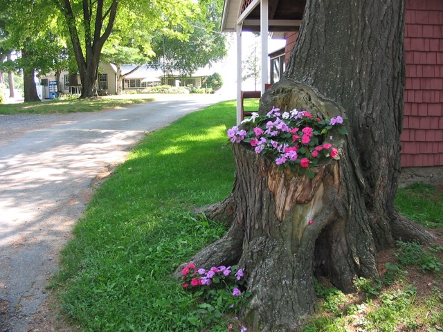 Flowers in a Stump Near #6